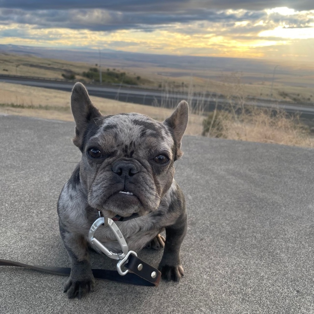 Meet your Posher, Emerald-Phoenix